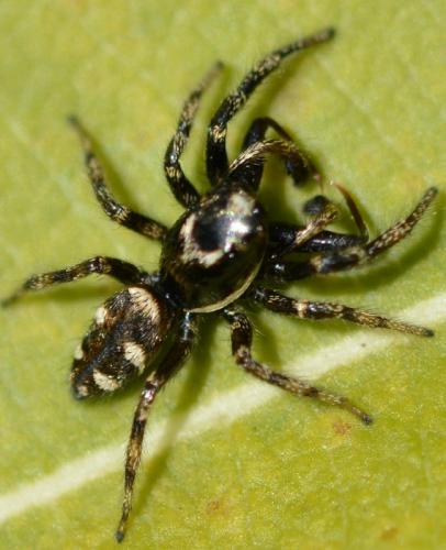 Salticus scenicus